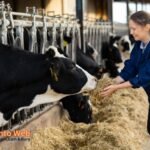 Dairy Farm Worker Jobs in Canada